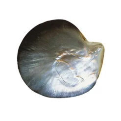 Abalone-Muschel (Bali Barong)